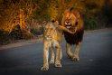 104 Kruger National Park, leeuwen